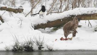 Bawdsey Hall Winter Wildlife Experience [upl. by Tikna362]