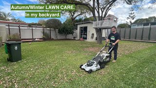 OUT IN MY BACKYARD AUTUMNWINTER LAWN CARE LEAF MILLIONAIRE [upl. by Aihsit]