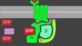 Gprotein signaling [upl. by Ezarras144]