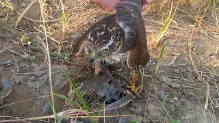 Quail hunting with SparrowhawkEagle Hawk Falcon attacksparrow hawk hunting in Pakistan 23 [upl. by Grim]