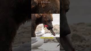 Grizzly bear catching salmon shorts [upl. by Eelrebmik890]