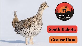 South Dakota Grouse hunt 2023 [upl. by Chemarin]