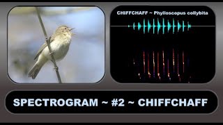 SPECTROGRAM 2 CHIFFCHAFF – An aid to understanding and visualising birdsong [upl. by Brenden732]