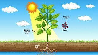 process of photosynthesis Biologyphotosynthesisbiology [upl. by Ekim]