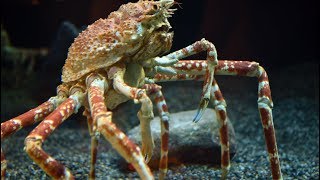 Check Out This Japanese Spider Crab Molt [upl. by Hirz]