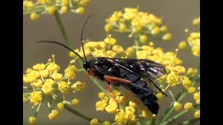 Ichneumonidae  Trogus lapidator parasitoïde des chenilles de Papilio machaon [upl. by Aramac725]