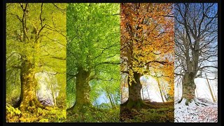 Four Seasons  Years Seasons  Seasons Cycle trending video weather youtube travel season yt [upl. by Tillfourd]