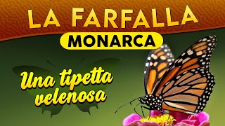 La Farfalla monarca una tipetta velenosa ► Puntata 199 [upl. by Rafe281]