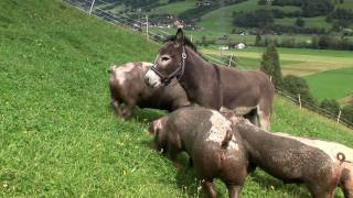 TeglbauerFamilie Wallner in Uttendorf Sommer und Winterurlaub im Pinzgau [upl. by Aiz575]