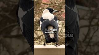 Stunning Male Magpie sound and Feathers  Birds aint real [upl. by Crispen]