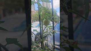 🍅🤩Kochu Kochu Santhoshangal🥰🤩 tomato gardening malayalam youtubeshorts viralvideo [upl. by Devi]