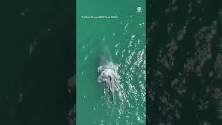 Humpback whale spotted swimming without tail [upl. by Refeinnej981]