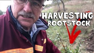 How to Harvest Rootstock for your Orchard the Easy Way [upl. by Htiffirg531]