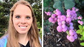 Planting Proud Berry Coralberry My dream plant  Simply Bloom [upl. by Pasol]