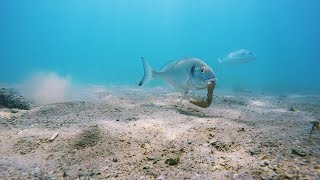 Sea bream eats peanut worm HOOK CAM [upl. by Kiley]