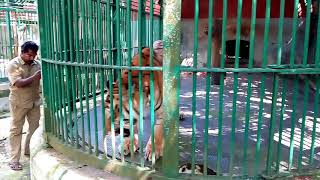 Tigers roaring at trivandrum zoo [upl. by Ellehcear]