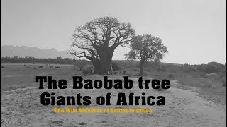 The Baobab Tree Giants of Africa [upl. by Pros436]