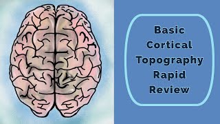 Cortical Topography Rapid Review [upl. by Adniroc]