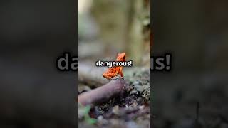 3 Fascinating Facts About The Poison Dart Frog [upl. by Ainod487]