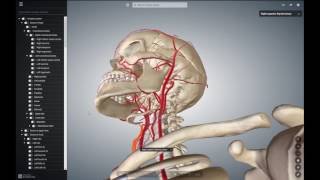 External Carotid Artery and its Branches [upl. by Eedolem548]