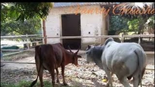 Meet Sahiwal cow and Desi bull for the first time [upl. by Anelrihs]