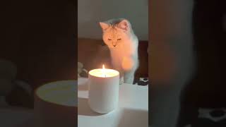 cat funny catvideos kitty [upl. by Markland]