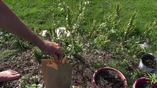 Collecting RedWhisker Clammyweed SeedsPolanisia Dodecandra [upl. by Ardath]