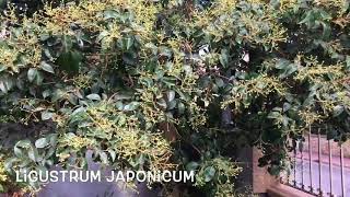 Ligustrum japonicum Garden Center online Costa Brava  Girona [upl. by Rigdon]