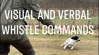 Visual verbal and whistle commands working Cocker Springer Spaniel Gundog Training [upl. by Llevart214]