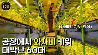 50평 스마트팜 공장에서 와사비 연중재배해 대박난 60대 대표의 하루 와사비팜 [upl. by Mauceri411]