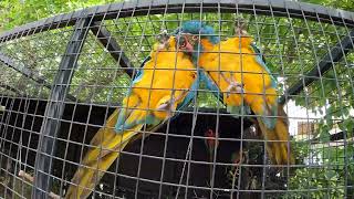 A Pair Of Macaw Love Each Other  Macaw Natural Sounds  Macaws Screaming [upl. by Esiralc]