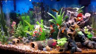 Best Fish Tank Aquarium I Ever Created  Beautiful [upl. by Darees]