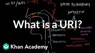 What is an upper respiratory infection URI  NCLEXRN  Khan Academy [upl. by Acirtal471]