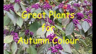 Great Plants for Autumn Colour [upl. by Nigen]