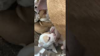 Baby mammals get milk from their mothers [upl. by Kayley]