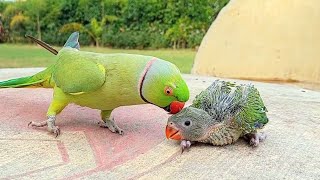 Talking Ringneck Parrot Greeting Baby Parrot [upl. by Annoynek922]