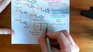 The PI3K  Akt  mTOR Pathway Part 5 [upl. by Genisia]