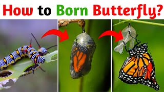 How a Caterpillar Transforms Into a Butterfly  Larva to butterflies born [upl. by Davita541]