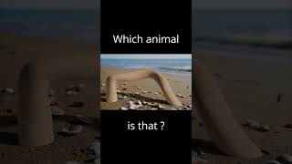 Guess the animal [upl. by Tray]