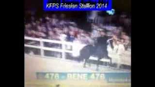 KFPS Friesian Stallion BENE 476 Hengstenkeuring 2014 Google Exclusive [upl. by Lahcym]