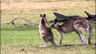 Critter Care Wildlife  Kangaroo Hugging Joey [upl. by Eseeryt]