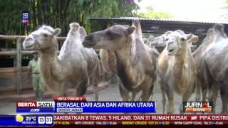 Unta Punuk Dua Penghuni Baru Taman Safari Bogor [upl. by Hsaniva]