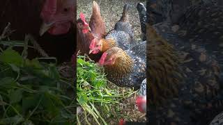 Chicken Feeding on Weeds April 24 2020 [upl. by Kirima]