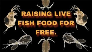 2 Year Update My Outdoor Live Fish Food Tubs Daphnia amp Cyclopse Cultures Simple Easy amp Healthy [upl. by Acimad]