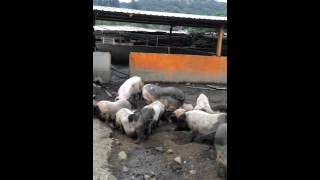 Pig heaven in Taiwan [upl. by Lhamaj]