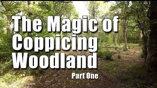 Exploring an Oak and Hazel Coppiced Woodland in West Sussex  Pt 1 [upl. by Attehcram965]