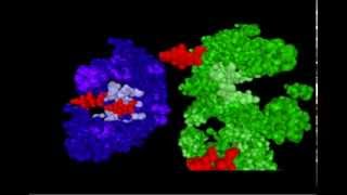 DNA RNA and Protein synthesismp4 [upl. by Eiramnerual]