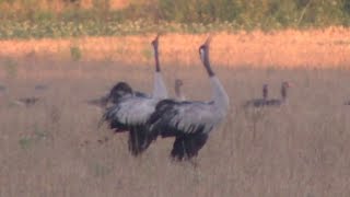 Kraanvogels op het Doldersummerveld bij Wateren en Zorgvlied [upl. by Atinihc689]