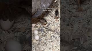 Peachick BABIES farmanimals peacock homesteading [upl. by Karame]