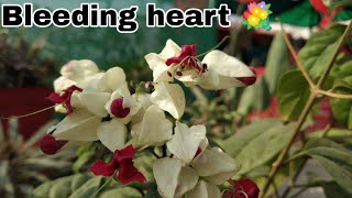 How to care bleeding heart Clerodendrum thomsoniae plant [upl. by Annekam642]